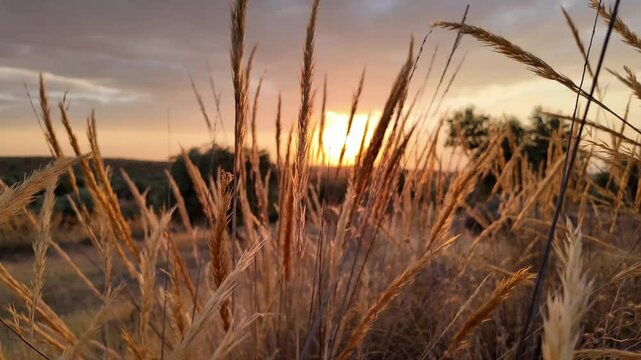 Paisaje con el sol de atardecer con espigas moviendose con el viento, imagen de relax y paz