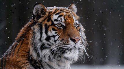 Obraz premium A majestic tiger with striking orange and black stripes gazes into the distance, surrounded by gently falling snow in a serene winter landscape