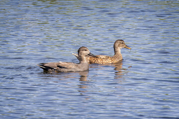 Close up of a pair of Gadwall ducks - male and female - on lake surface