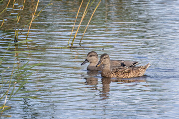 Close up of a pair of Gadwall ducks - male and female - on lake surface