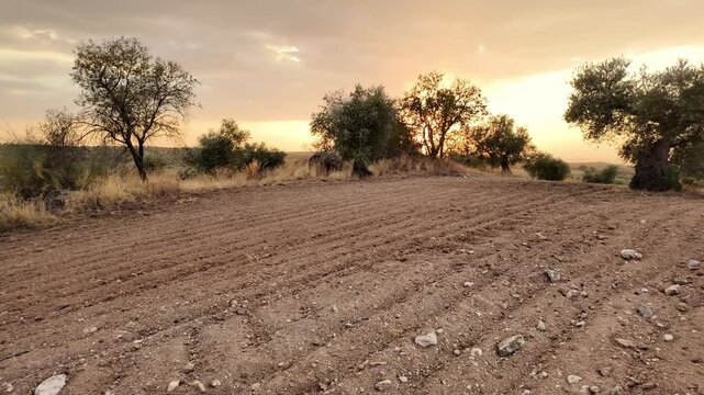Paneo de c&aacute;mara en un paisaje panor&aacute;mico de campo en un olivar con huellas de tractor y arado en un atardecer de verano