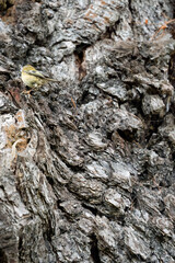 a goldcrest (Regulus regulus) hunting insects on an aged oak tree trunk