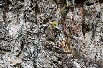 a goldcrest (Regulus regulus) hunting insects on an aged oak tree trunk