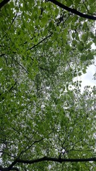 Branches filled with leaves overhanging