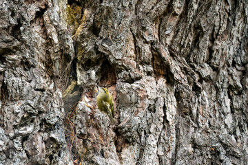 a goldcrest (Regulus regulus) hunting insects on an aged oak tree trunk