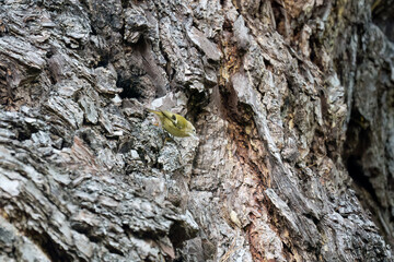 a goldcrest (Regulus regulus) hunting insects on an aged oak tree trunk