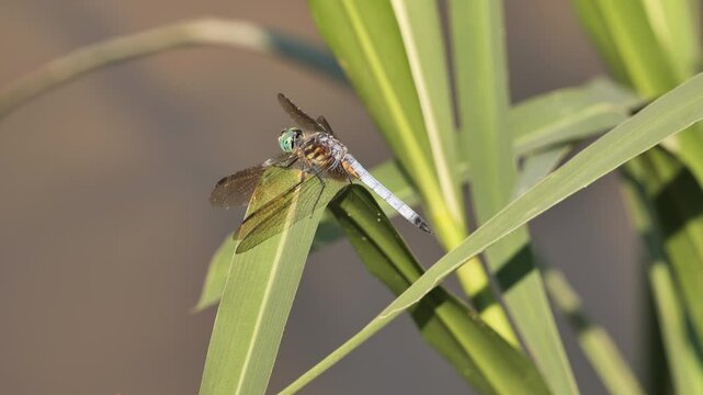 A large dragonfly, probably a  blue dasher (Pachydiplax longipennis), sits on a branch near a pond.