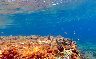 reef scenery