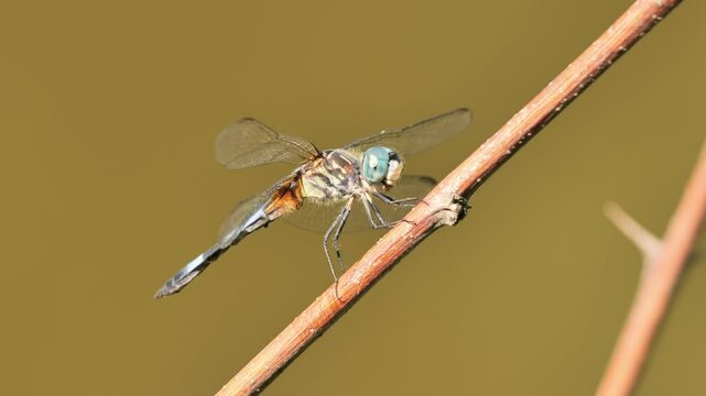A large dragonfly, probably a  blue dasher (Pachydiplax longipennis), sits on a branch near a pond.