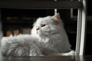 White Turkish Angora cat