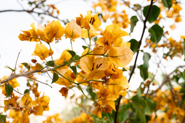 Orange Bougainvillea vines
