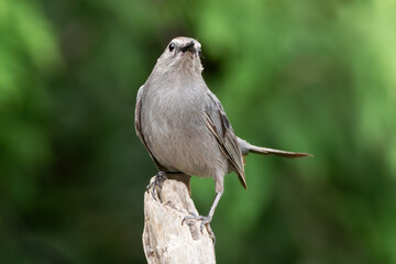 Gray Catbird 03