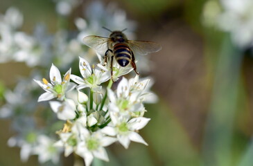 Biene auf einer Schnittknoblauch-Blüte
