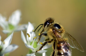 Biene auf einer Schnittknoblauch-Blüte