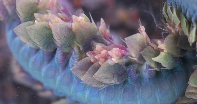 Worm Polychaeta Nereis virens (Alitta virens) from family Nereididae close-up. Many beautiful worms squirm. White Sea