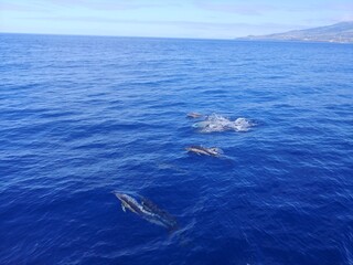 dolphin in the sea