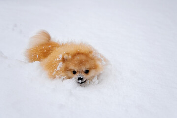 Pomeranian spitz play in the snow