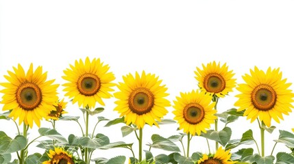 A Row of Blooming Sunflowers Against a White Background