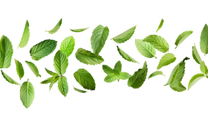 Fresh mint leaves, falling peppermint foliage isolated on white background with clipping path