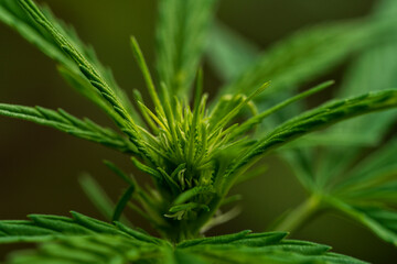 Green Cannabis leaves with soft bokeh background