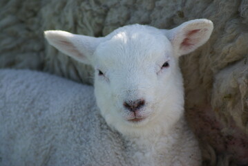 Fototapeta premium Lakeland Sheep, Derwent Water, Cumbria, England