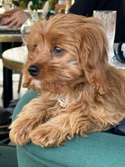 Adorable Brown Puppy Relaxing Indoors