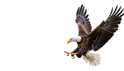Obraz premium american bald eagle - Haliaeetus leucocephalus - is a bird of prey found in North America, mottled feather colors, isolated cutout on white background