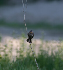 A female red wing black bird sits perched on a stick in an open field, looking for nesting sites.