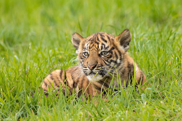 Sumatran tiger cub in the grass