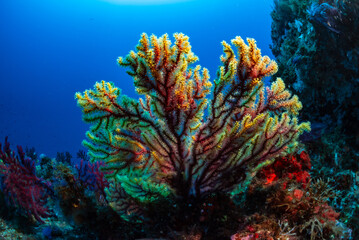 the colorful branches of the gorgonian