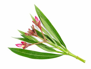 Nerium, oleander or rosebay with pink bud, flowers isolated on white, clipping	