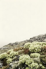 Green Plants on Rocks in Iceland