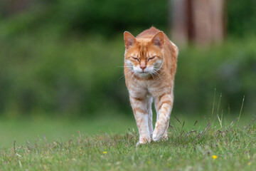 Red cat walking on grassland