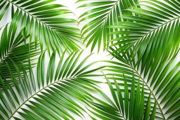 Green palm leaves on white background