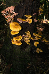 Wild Armillaria puiggarii mushrooms (aka Honey mushroom) in Sao Francisco de Paula, South of Brazil