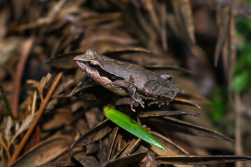Physalaemus lisei, endemic frog in Sao Francisco de Paula, South of Brazil