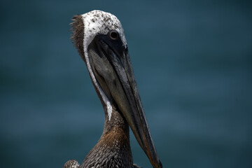 Brown Pelican Close-Up 