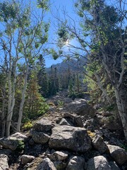 forest in the mountains