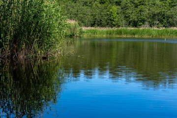 One lake in Scandinavia with overrun Phragmites reeds.