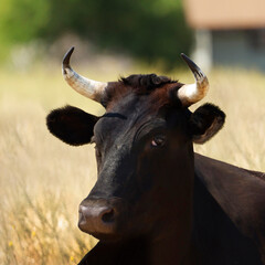 A really funny expression on a steer.  A close up portrait shows every detail of the steer.  A square presentation of a livestock steer.