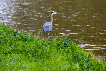 Heron Looking for fish