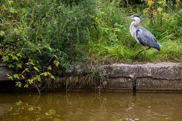 Grey Heron taking a stroll