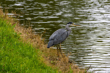 closeup of grey heron