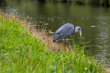 Heron looking into water