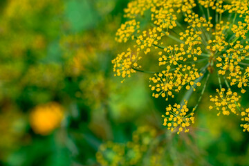    Photo of growing   flowers in the garden