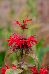    Photo of growing   flowers in the garden