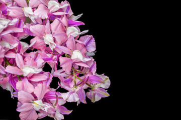 photo of beautiful flowers on black background