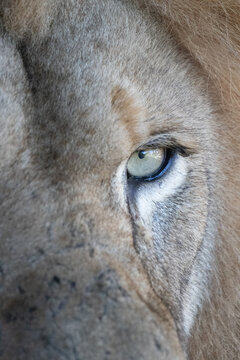 close up of an eye of a lion