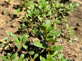 Portulaca oleracea, a healthy plant that can be consumed.