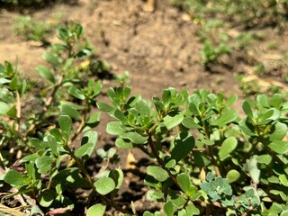 Portulaca oleracea, a healthy plant that can be consumed.